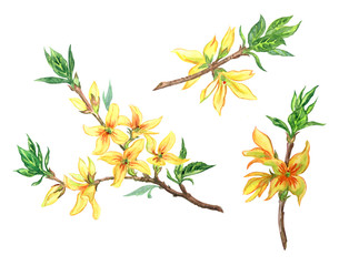 Blooming forsythia branch watercolor painting on a white background, isolated with clipping path.
