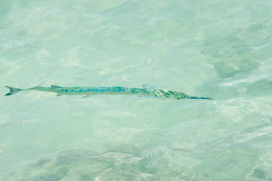 Ballyhoo (Hemiramphus) in Cancun, Mexico