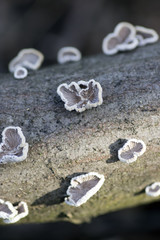 Schizophyllum commune species of gilled fungus