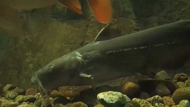 Carpe et Barbue de rivi&egrave;re