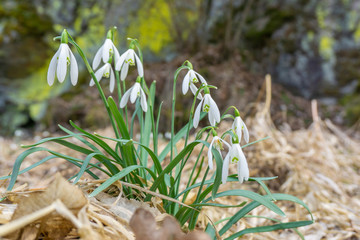 Cluster of common snowdrop flower rising over dry foliage in spring