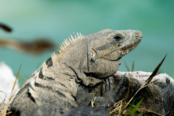 Mexican Iguana at Tulum Ruins