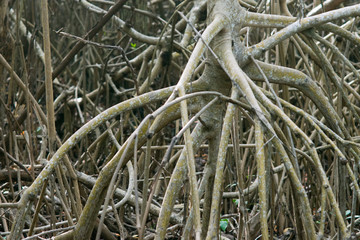 Mangrove roots at Casa cenote in Yucatan Mexico
