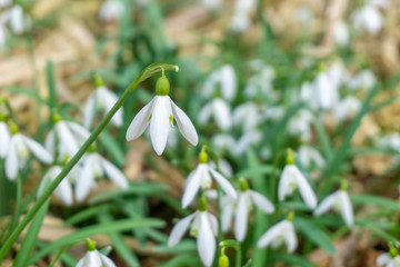 Cluster of common snowdrop flower rising over dry foliage in spring
