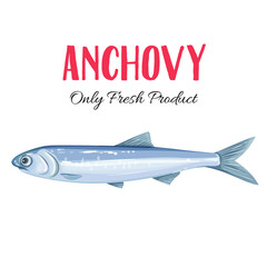 Vector anchovy.