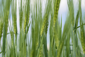 Naklejka premium Gerste im Wachstum