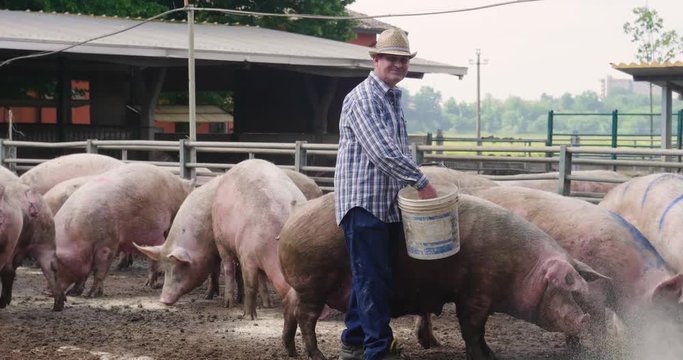 Tipi di file: Tutto (641) Vai a pagina |Prec1234567Avanti A farmer carefully raises his pigs in a biological way, eating only natural things and letting them live in wide green spaces.