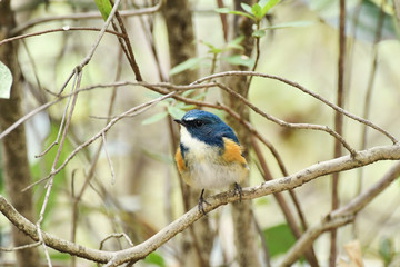 Fototapeta premium 止まり木のルリビタキ