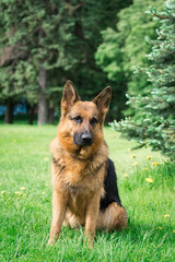 dog on the grass