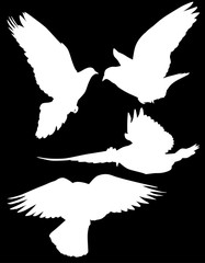 four pigeon isolated white flying silhouettes