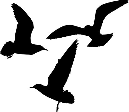 set of three seagulls black silhouettes