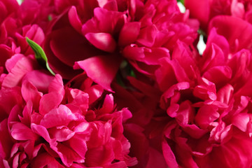 Beautiful blooming peony flowers as background, closeup
