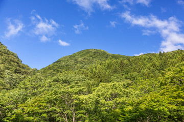 Fototapeta premium 新緑の山