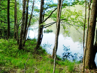 Озеро в лесу
