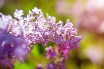 Blooming in may, a pink lilac close-up 