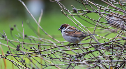 Spatz im Gebüsch
