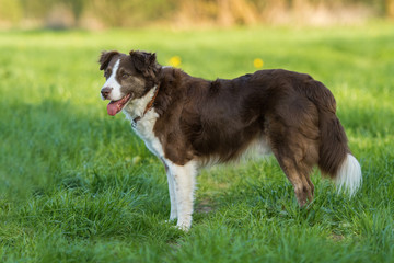 Mixed breed dog standing in a meadow