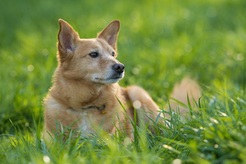 Naklejka na ściany i meble Mixed breed dog lying in a meadow