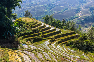 Close up view on rice terrace