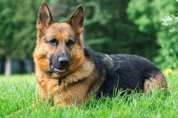dog on the grass