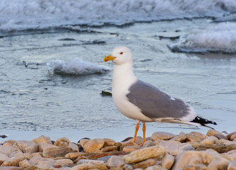 Seagull standing by the beach.