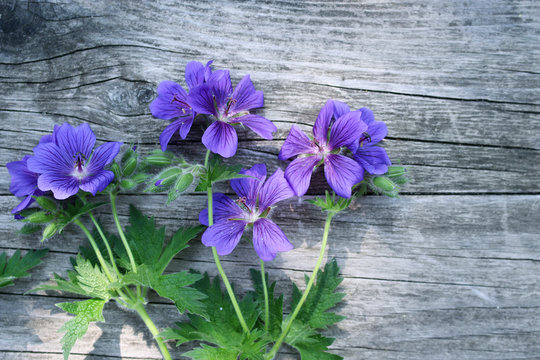 Blue Geranium pratense flower under the spring sunlight. Geranium pratense known as the meadow crane's-bill or meadow geranium. Isolated on wood background. It is a herbaceous perennial.