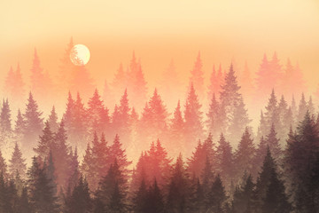 Sunset in the forest. Coniferous Trees in morning fog. Digital painting.