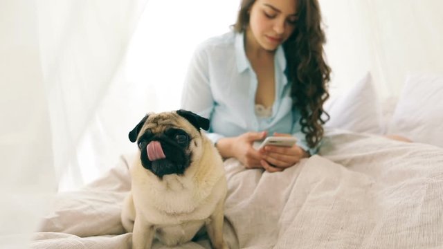 Chatting with cellphone woman sitting on the bed in light cozy bedroom with dog pug. Video footage action