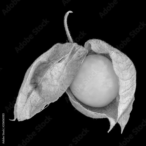 Fine Art Still Life Monochrome Macro Nature Close Up