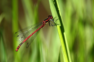 Closeup of Dragonfly on grass