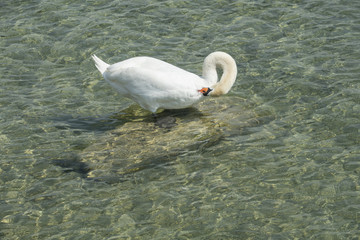 Schwan pflegt sein Federkleid, Z&uuml;richsee bei Rapperswil, Schweiz