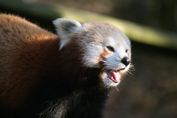 Closeup of a Red Panda