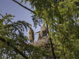 Nest mit Graureiher