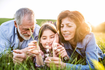 Fototapeta premium Senior couple with grandaughter outside in spring nature, relaxing on the grass.