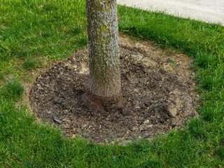 Neatly cleaned area free of weeds around a tree