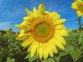 Yellow beautiful sunflower on a green stalk and large leaves stands on a sunflower field in a bright sunny joyful day, the sun shines, clear blue sky, blurred background. Bee on sunflower.