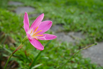 Fototapeta premium Pink Zephyranthes Carinata flower
