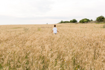 a young boy runs through a field of wheat. field of Mature wheat. boy in a white t-shirt