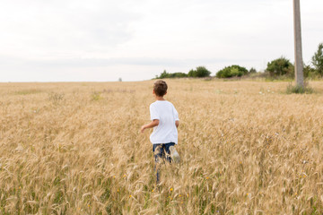 a young boy runs through a field of wheat. field of Mature wheat. boy in a white t-shirt
