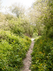 spring footpath passage trek trail through grove meadow wildflowers spring new fresh light day