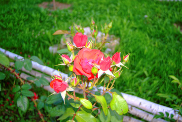Fototapeta na wymiar bright red tea roses in the garden