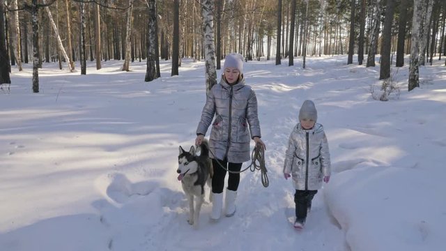 Beautiful woman and small child walking in winter forest with of husky dog. Happy young mother with daughter in the winter park with huskies dog. Friendship pet and human. Siberian husky dog in snow