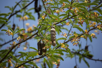  brown tamarine fruit on tree with small flower
