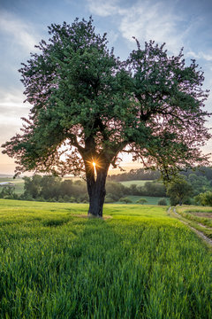 Birnenbaum im Sonnenuntergang