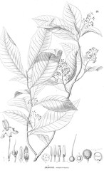 Illustration of plant