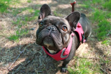 French bulldog on a walk in the forest