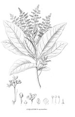 Illustration of plant