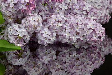 Spring branch of blossoming lilac, reflection of lilac in black glass.