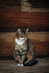 Obraz premium Cute domestic cat sitting on wooden floor near rustic slavic house, funny grey cat posing in countryside outdoors close-up, pet animal concept