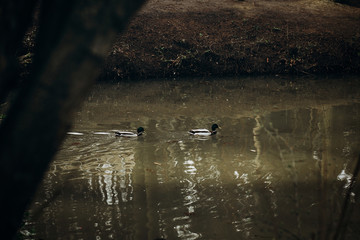 Obraz na płótnie Canvas Cute mallards swimming in a lake in the forest, wild birds - ducks in a pond at british countryside - wildlife scene, nature concept